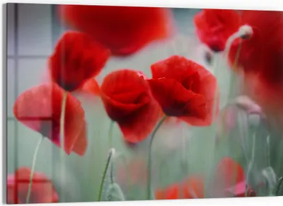 Produktbild von DEQORI Glasbild Echtglas 90x60 cm 'Mohnblütenzauber' Wandbild Bild modern Deko