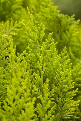 A close-up view of bright green foliage from a coniferous plant.