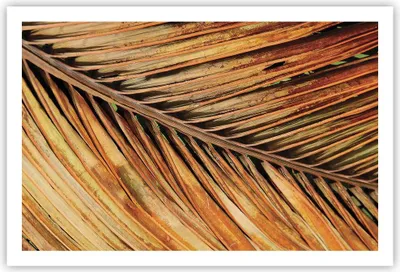 Produktbild von Poster - Poster ohne Rahmen - Orange Blatt Tropisch - 91,5x61 cm - Wand Bild - Wanddeko - Wandbilder - Kunstposter - Wandposter - Bilder - Kunstdruck - Wanddekoration - Wandbild - P2XAA91x61-4876