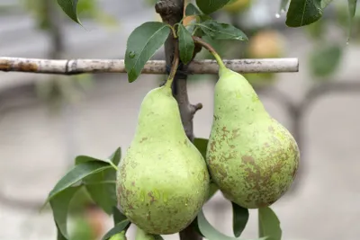 Produktbild von Obstbaum im Topf, 200 cm hoch, 60 cm breit, kugeliger Wuchs, frosthart, süß-säuerliche Früchte