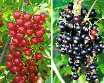 Obrázek produktu pro Rybíz červený a černýna špalíru FloraSelfRibes rubrum 'Rovada' a 'Silvergieters' 60-80 cm květináč 5 l