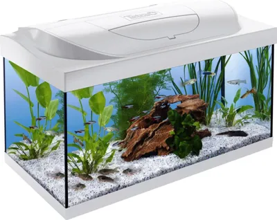 A white aquarium with a white lid, filled with water, plants, wood, and fish.