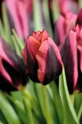 Obrázek produktu pro Tulipány FloraSelf 'Slawa' 10 ks