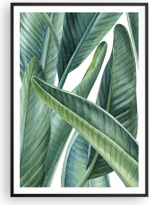 Produktbild von Gerahmtes Poster - Schwarzer Rahmen - Exotisch Blätter Grün - 70x100 cm - Wand Bild - Wanddeko - Wandbilder - Wandposter - Bilderrahmen - Bilder - Kunstdruck - Wandbild - P2BPA70x100-4258