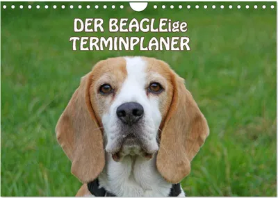 Produktbild von DER BEAGLEige TERMINPLANER (Wandkalender 2025 DIN A4 quer), CALVENDO Monatskalender