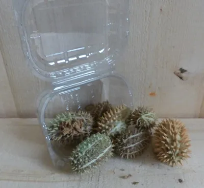 Productafbeelding van Herfst decoratie doosje stekel vruchten herfst Warentuin Natuurlijk