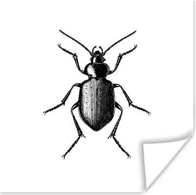 Produktbild von MuchoWow® Poster Käfer - Tiere - Vintage - Schwarz und weiß 75x75 cm - Wand Dekoration