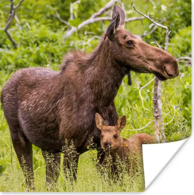 Produktbild von MuchoWow® Poster Rentier - Pflanzen - Kalb 50x50 cm - Wohnzimmerdekoration