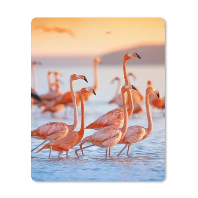 Produktbild von MuchoWow® Mauspad Mousepad Flamingo - Tiere - Wasser - Rosa 30x40 cm - Mousepads - Maus Mat - Pad - Mausunterlage - Mausmatten