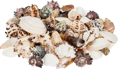 Produktbild von Muschelmix 'Large', Gewicht ca. 0,5kg | Muscheln und Schnecken