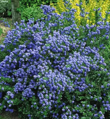 Produktbild von Säckelblume ´BLUE MOUND´ 10-15 cm, Cont. 2 l