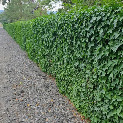 Image de Hedera hibernica - Lierre d'Irlande - 24 plants - Ø10-25cm - Ø9cm - Plante