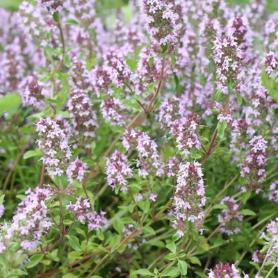 Produktbild von Gartenthymian Thymus vulgaris 60 Pflanzen winterhart aromatisch Ø9cm Bienenfreundlich