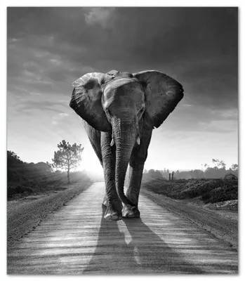 Produktbild von Wallario Herdabdeckplatte aus Glas, Größe 52 x 60 cm 1-teilig, Motiv Elefant bei Sonnenaufgang in Afrika schwarzweiß