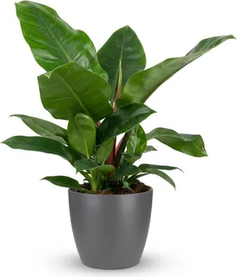 Produktbild von Philodendron Imperial Green Baumfreund 65cm – Zimmerpflanze mit großen glänzenden Blättern im grauen Übertopf Ø19cm