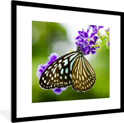 Produktbild von MuchoWow® Gerahmtes Poster Lavendel - Schmetterling - Botanisch 40x40 cm - Poster mit Schwarzem Bilderrahmen Wandposter Rahmen Foto Bilder - Poster - Plakat im Rahmen