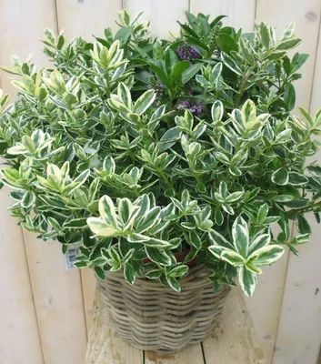 Productafbeelding van Veronica Hebe Andersonii Roze/Paars met bontdonkergroen blad in White Wash Mand Struikveronica Warentuin Natuurlijk