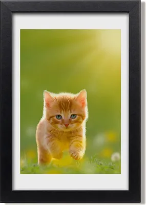 Produktbild von Bild 20x30 MDF-Rahmen, Wandkunst Rote Katze