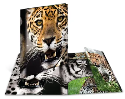 Produktbild von HERMA Sammelmappe A4 PP - Leopard, A4, Polypropylen (PP), Mehrfarbig, Porträt, 1 Stück(e)