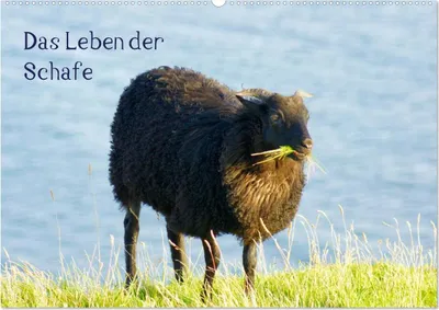 Produktbild von Das Leben der Schafe (Wandkalender 2025 DIN A2 quer), CALVENDO Monatskalender
