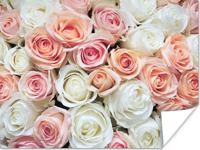 Produktbild von MuchoWow® Poster Rosen - Blumen - Weiß - Rosa 160x120 cm - Foto Plakat