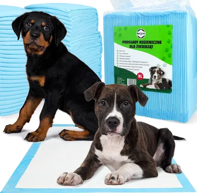 Two puppies are shown sitting on a blue hygiene pad, with stacks of blue hygiene pads in the background.