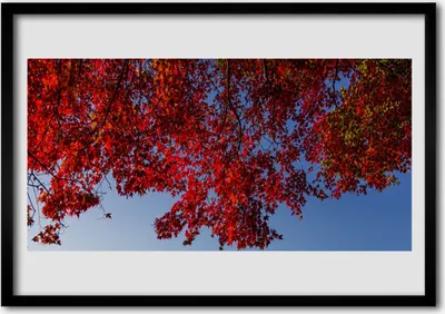 Produktbild von Bild 100x70 MDF-Rahmen Wandkunst Blätter Natur Baum-Zweig