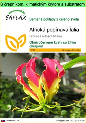 Obrázok produktu pre SAFLAX Garden to go - Africká popínavá ľalia - Gloriosa rothschildiana - 15 Semená - S črepníkom, klimatickým vekom a pestovateľským substrátom