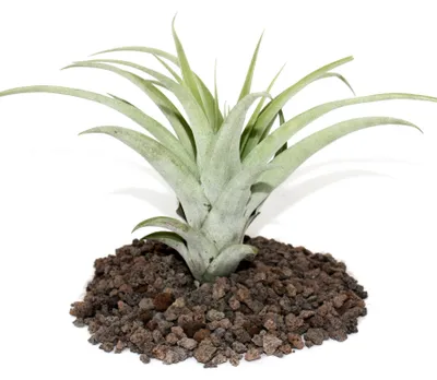 Obrázek produktu pro Tillandsia capitata – volně prodávaná rostlina – velká