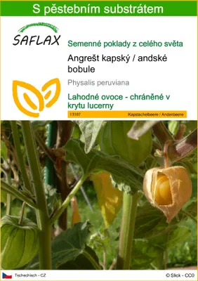 Obrázek produktu pro SAFLAX - Angrešt kapský / andské bobule - Physalis peruviana - 100 Semena - S pěstebním substrátem bez klíčků