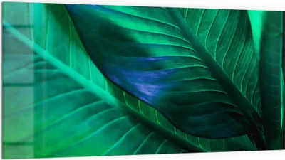 Produktbild von DEQORI Küchenrückwand Glas 100x50 cm 'Tropenblattstruktur' Spritzschutz Bad Rückwand