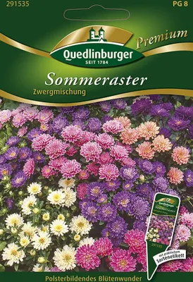 Produktbild von Quedlinburger Sommeraster Zwergmischung - Premium Blumensamen