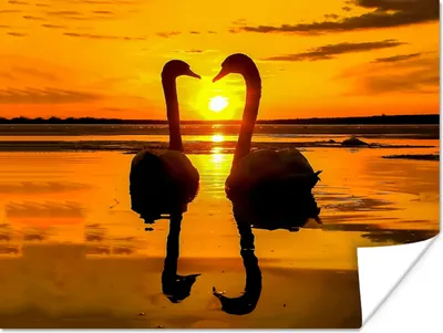 Produktbild von MuchoWow® Poster Schwäne - Sonnenuntergang - Vogel - Orange - Wasser 120x90 cm - Wandbild
