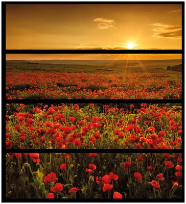 Produktbild von Wallario Möbelfolie / Aufkleber, geeignet für Ikea Malm Kommode mit 4 Schubfächern - Mohnblumenwiese bei Sonnenuntergang am Abend