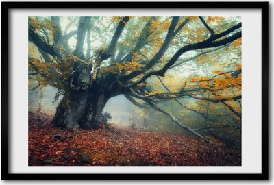 Produktbild von Bild 60x40 MDF-Rahmen, Wandkunst alter Baum