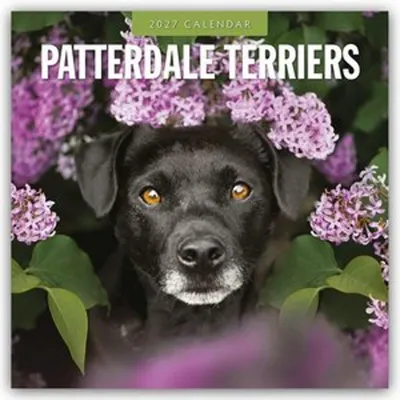 Produktbild von Patterdale Terriers - Patterdale Terrier - Schwarzer Terrier 2027 - 16-Monatskalender