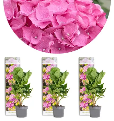 Produktbild von 3er-Set Hydrangea Macrophylla Early Pink, Hortensie, 20-30 cm