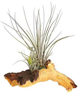 Produktbild von Dehner Tillandsien Arrangement auf Mopani-Wurzel, 2 x Bromeliengewächs, 12 - 18 cm, Zimmerpflanze