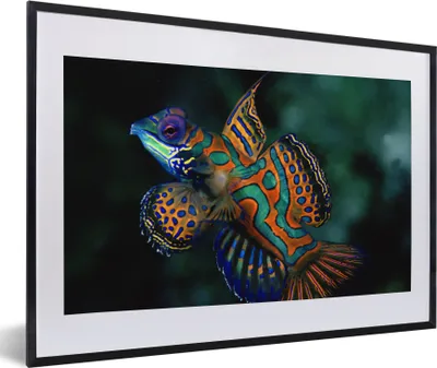 Produktbild von MuchoWow® MuchoWow® Gerahmtes Poster Fisch - Meer - Orange 60x40 cm - Poster mit zchwarzem Bilderrahmen - Schlafzimmer - Plakat in Rahmen - Drucken