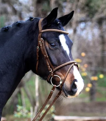 Immagine prodotto di Briglia snaffle Waldhausen X-Line Santander Brown WB