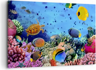 Produktbild von Bild auf Leinwand - Leinwandbild - Korallenriff - 120x80cm - Wand Bild - Wanddeko - Wandbilder - Leinwanddruck - Bilder - Kunstdruck - Wanddekoration - Leinwand bilder - Wandkunst - AA120x80-3569