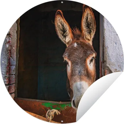 Produktbild von MuchoWow® Gartenposter Outdoor-Poster Rund Esel im Stall Ø 60 cm Gartendeko Rundes Poster draußen