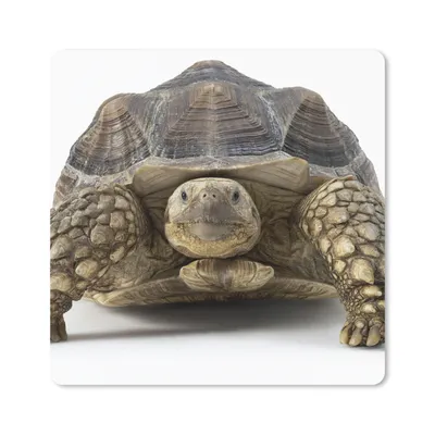 Produktbild von MuchoWow® Mauspad Mousepad Schildkröte - Tiere - Weiß 20x20 cm - Mousepads - Maus Mat - Pad - Mausunterlage - Desk Mat - Bureauartikeln