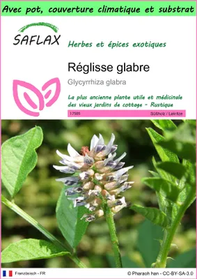 Image de SAFLAX Garden to go - Réglisse glabre - 30 graines - Glycyrrhiza