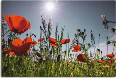 Produktbild von ARTland Leinwandbild Mohnblumenwiese I Größe: 30x20 cm