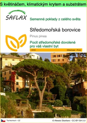 Obrázek produktu pro SAFLAX Garden to go - Středomořská borovice - Pinus pinea - 6 Semena - S květináčem, klimatickou poklicí a pěstebním substrátem