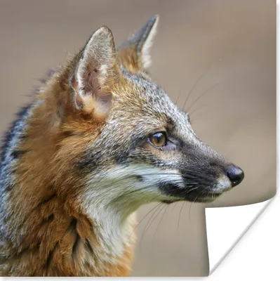 Produktbild von MuchoWow® Poster Fuchs - Makro - Braun 50x50 cm - Wohnzimmerdekoration