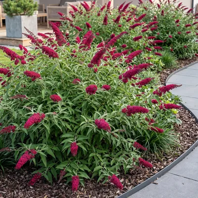 Produktbild von Green boutiQ - Gartenpflanze - Buddleja davidii Royal Red - Schmetterlingsstrauch - Winterhart - Rot - 3 Pflanzen - Topf 17cm - Höhe 45cm