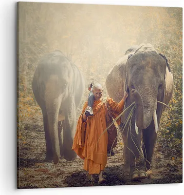 Produktbild von Bild auf Leinwand - Leinwandbild - Elefant Mönch Dschungel - 50x50cm - Wand Bild - Wanddeko - Leinwanddruck - Bilder - Kunstdruck - Wanddekoration - Leinwand bilder - Wandkunst - AC50x50-3453