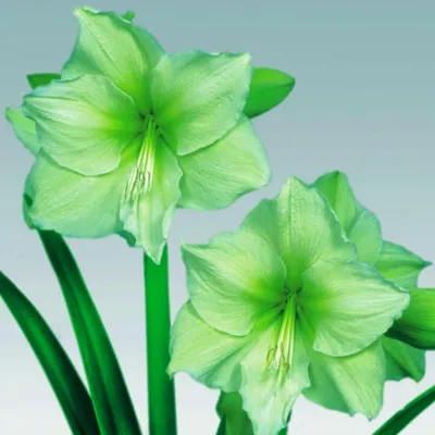 Zdjęcie produktu dla Hippeastrum Zwartnica Amarylis Limona 1 szt Cebule Cebula Amarylisy